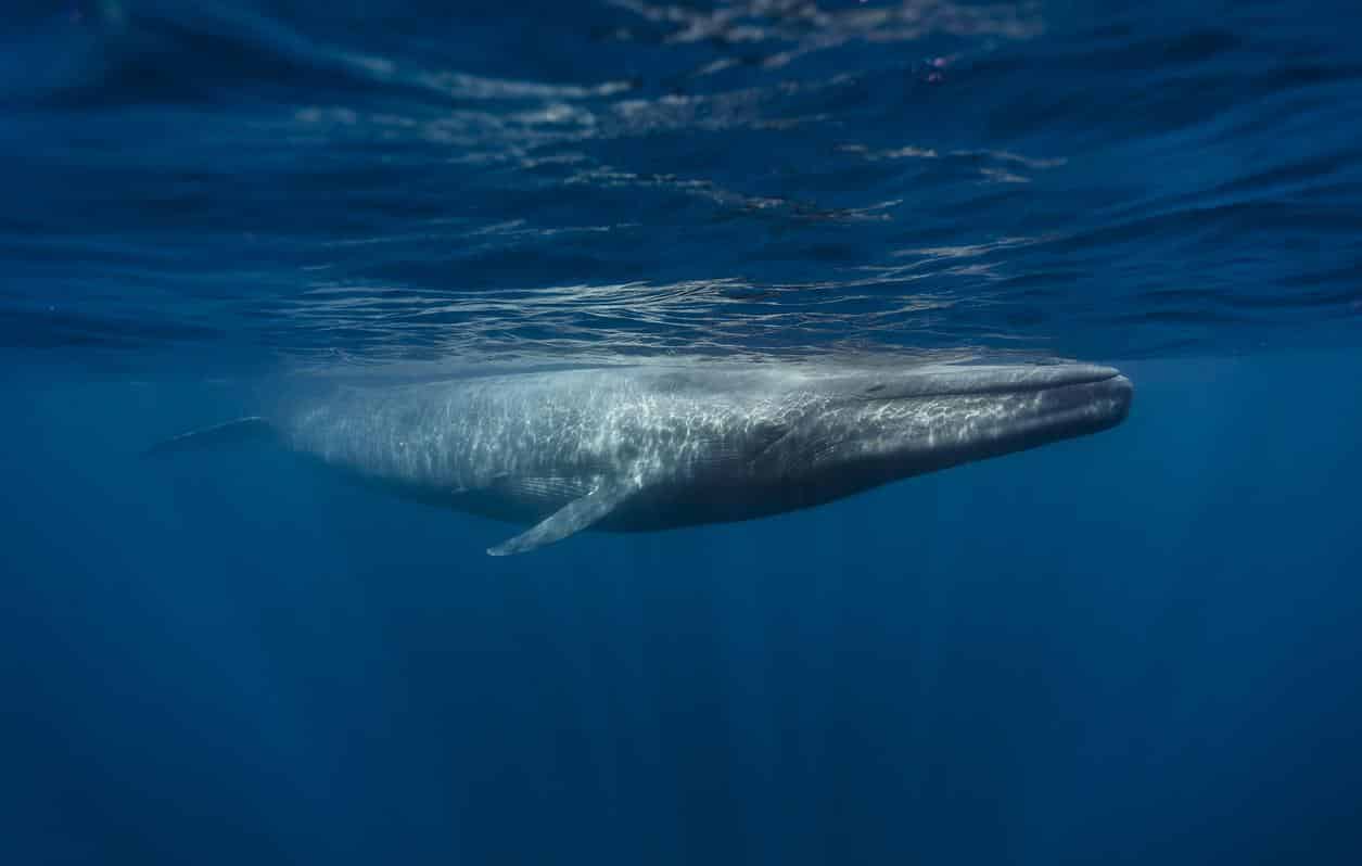 Os maiores animais do mundo - Baleia-Azul