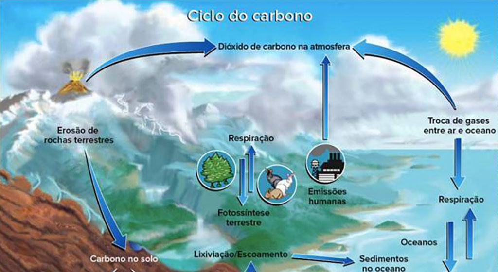 Gás carbônico- Ciclo do carbono