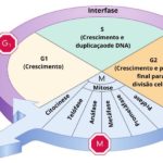 Ciclo celular