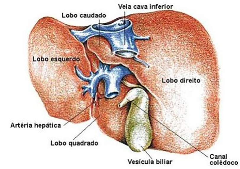 Fígado - Anatomia dos lóbulos