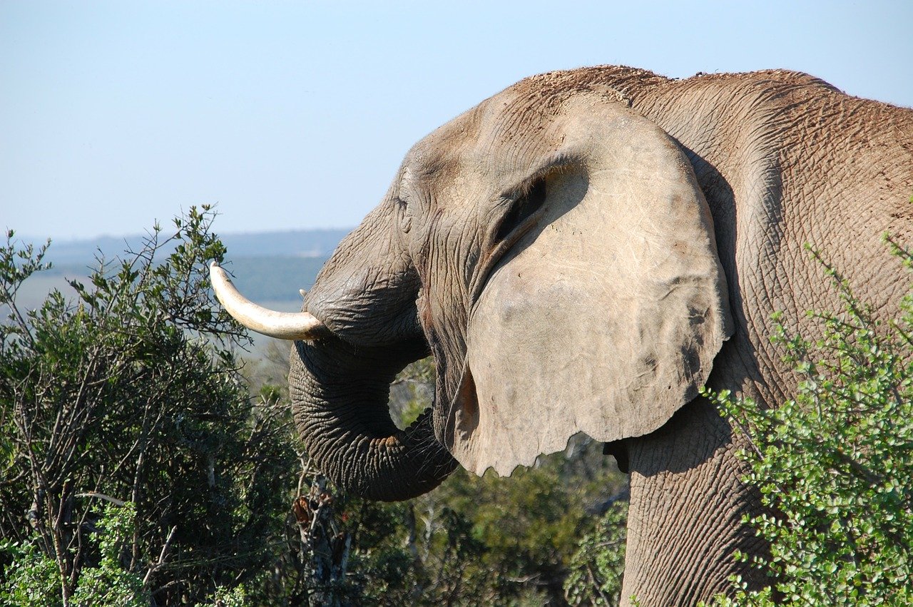 Os maiores animais do mundo - Elefante-africano