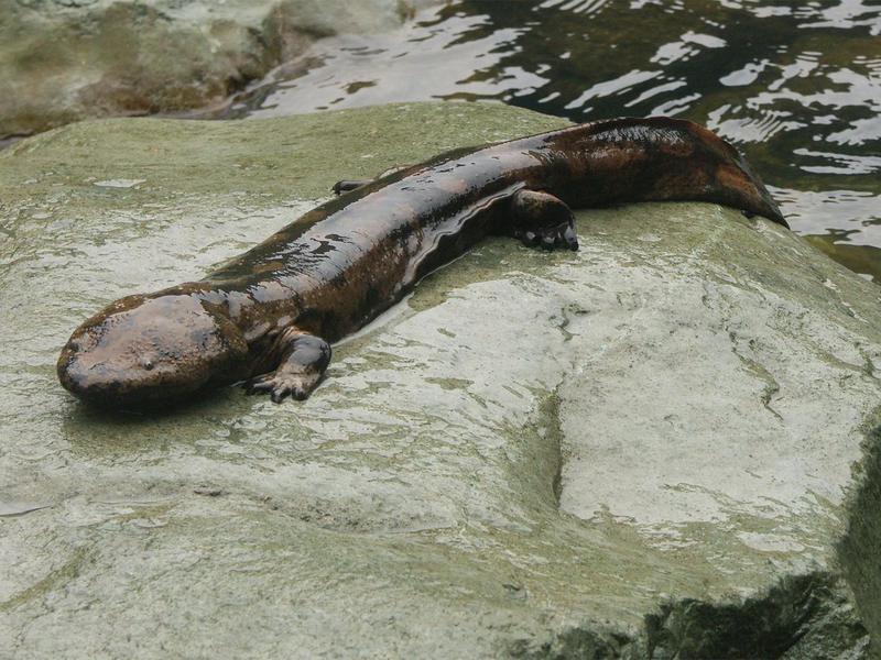 Os maiores animais do mundo - Salamandra-gigante-da-china