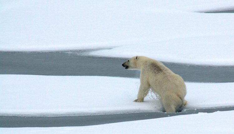 Os maiores animais do mundo - Urso-polar 