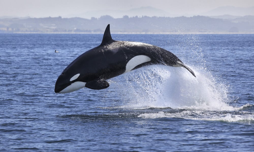 Orca (Orcinus orca)