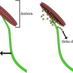 Androceu – Partes do estame