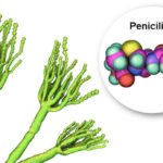 Antibiótico – Fungo Penicillium