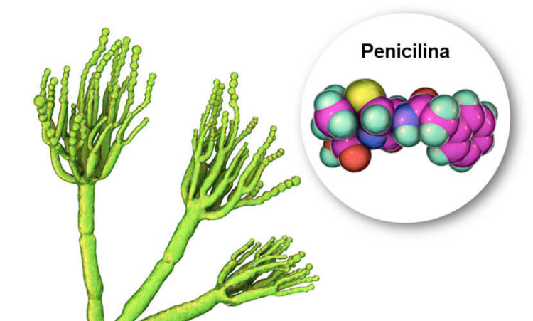 Antibiótico - Fungo Penicillium