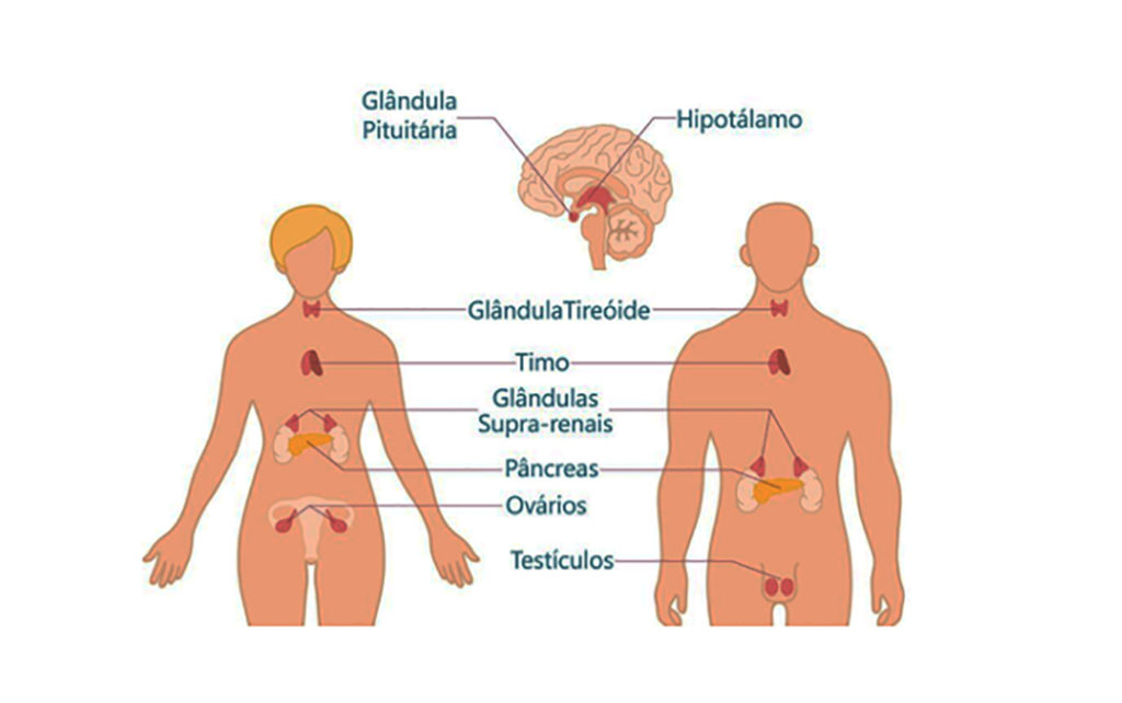 Sistema endócrino