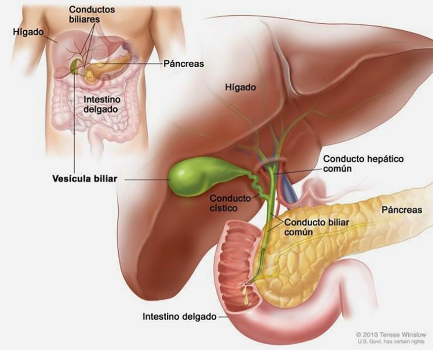 Vesícula biliar - Anatomia