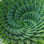 Babosa espiral – proporção áurea