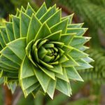 Suculenta espiral