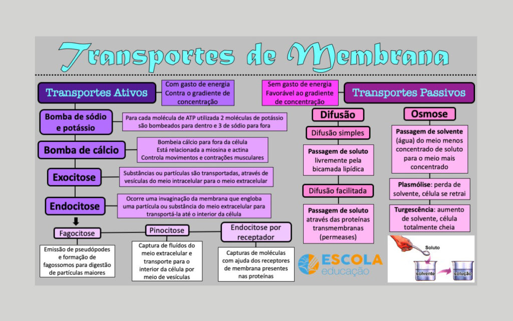Mapa mental - Transportes de membrana