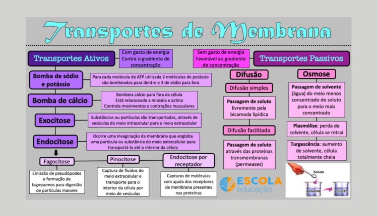 Exerccios Sobre Transportes Ativo E Passivo Questes Com Gabarito