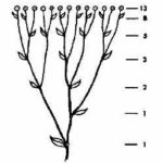 Folhas de uma planta – Sequência de Fibonacci