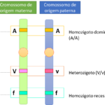 Genes alelos