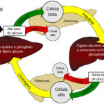 Glucagon