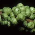 Jabuticaba branca