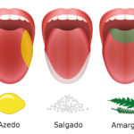 Paladar – Papilas gustativas