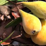 Fruta Pera do campo