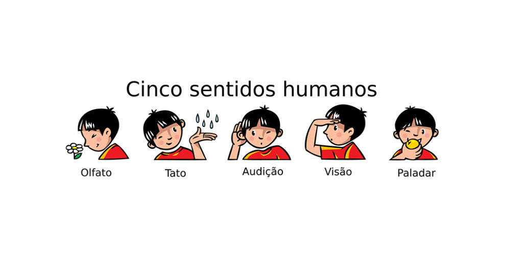 Sistema sensorial - Cinco sentidos