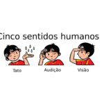 Sistema sensorial – Cinco sentidos