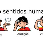 Sistema sensorial – Cinco sentidos