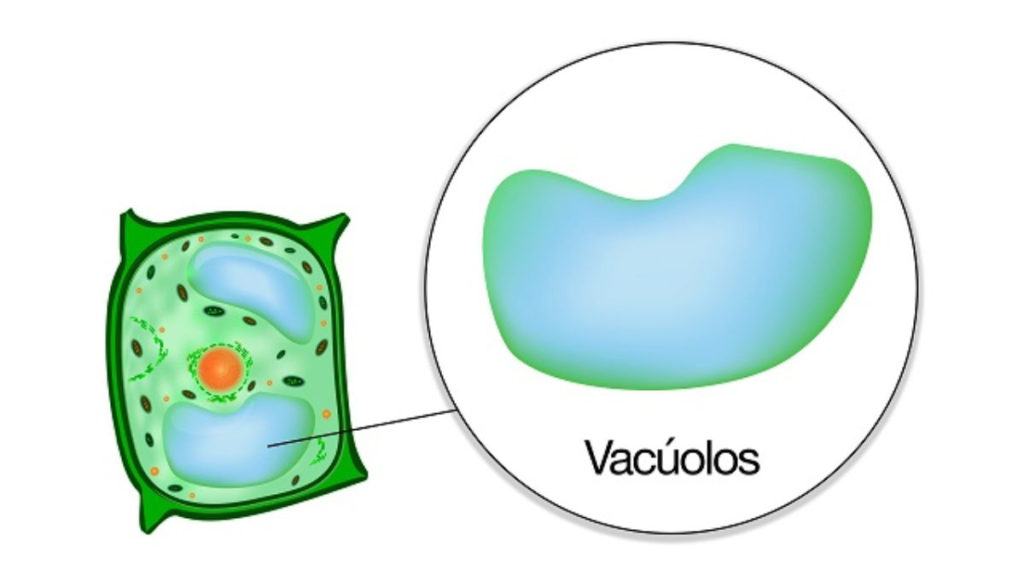 Vacúolos