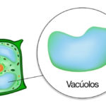 Vacúolos