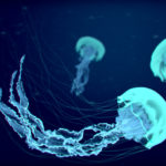 Bioluminescência – Água-viva