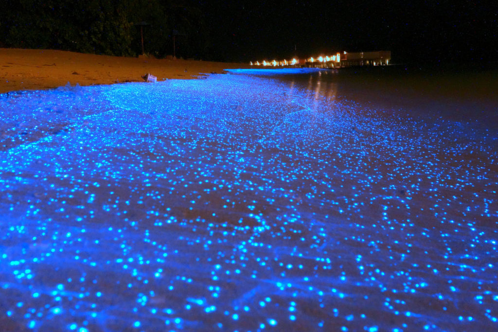 Bioluminescência