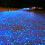 Bioluminescência