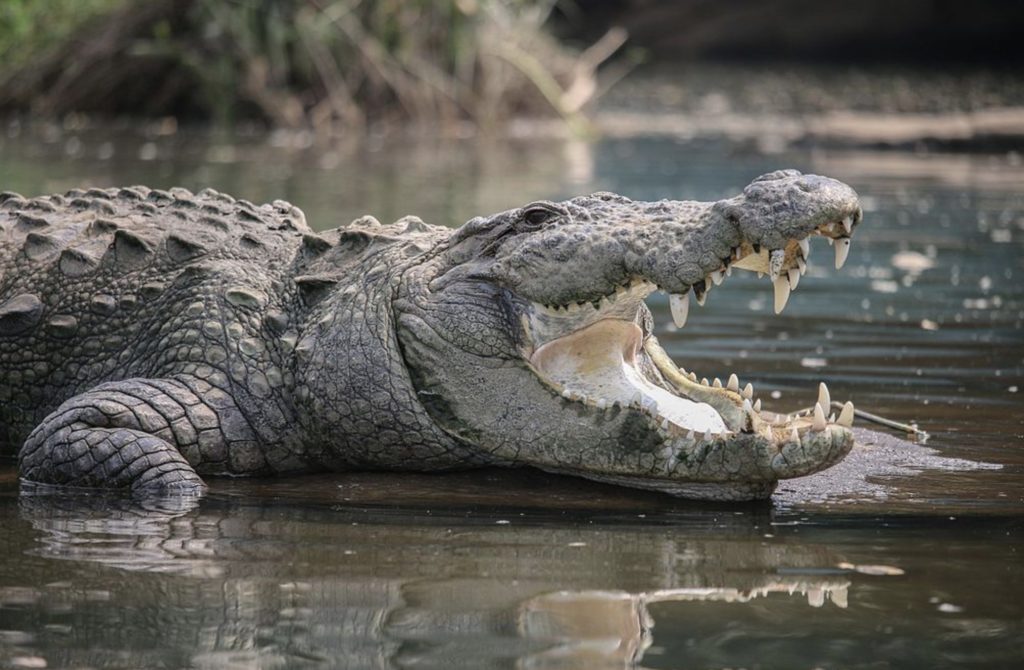 Crocodilo
