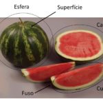 Partes de uma esfera