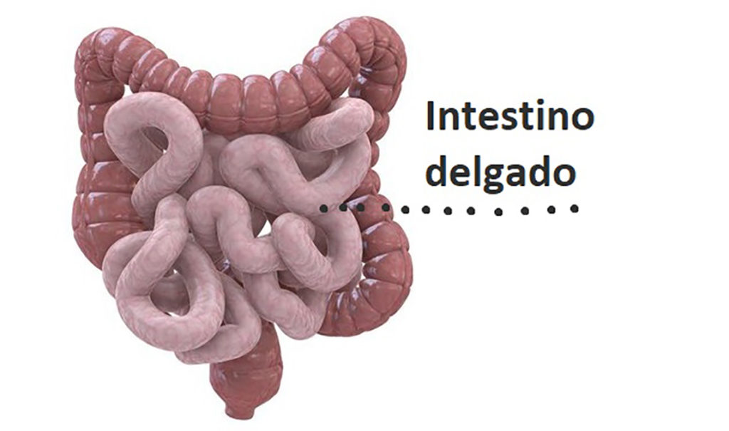 Intestino delgado
