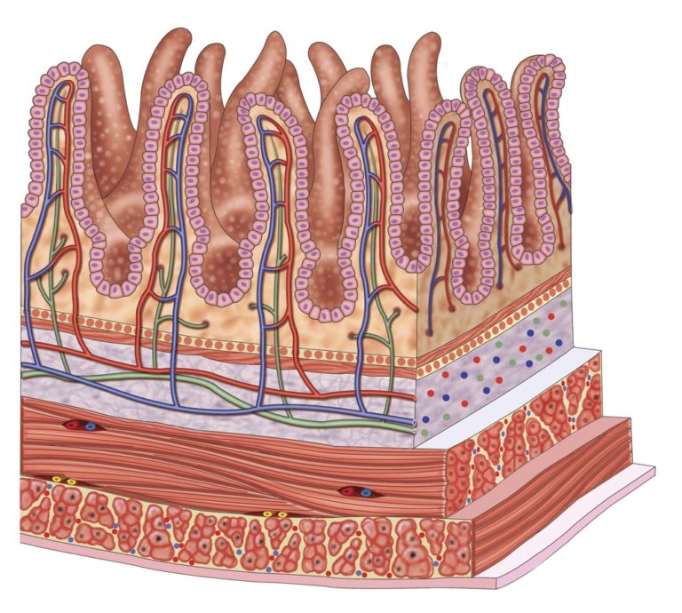Intestino delgado - O que é, função, anatomia, duodeno, jejuno e íleo