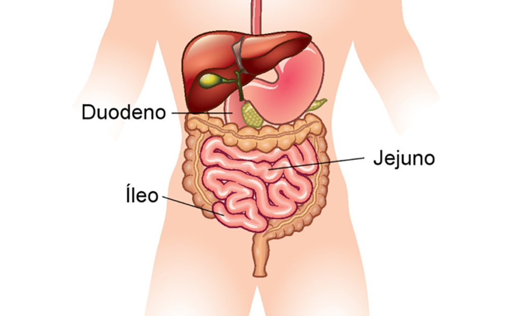Anatomia do intestino delgado