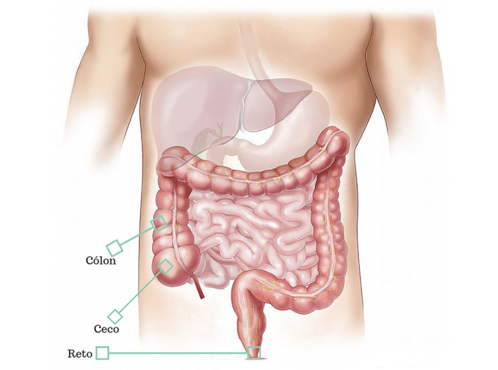 Anatomia do intestino grosso