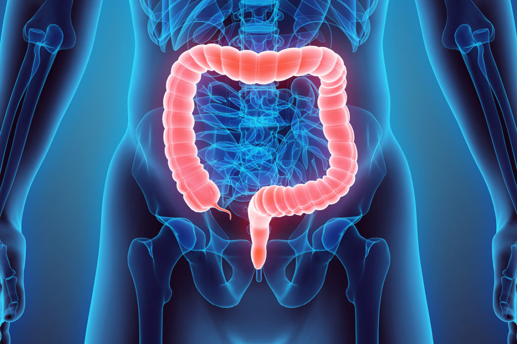 Intestino grosso