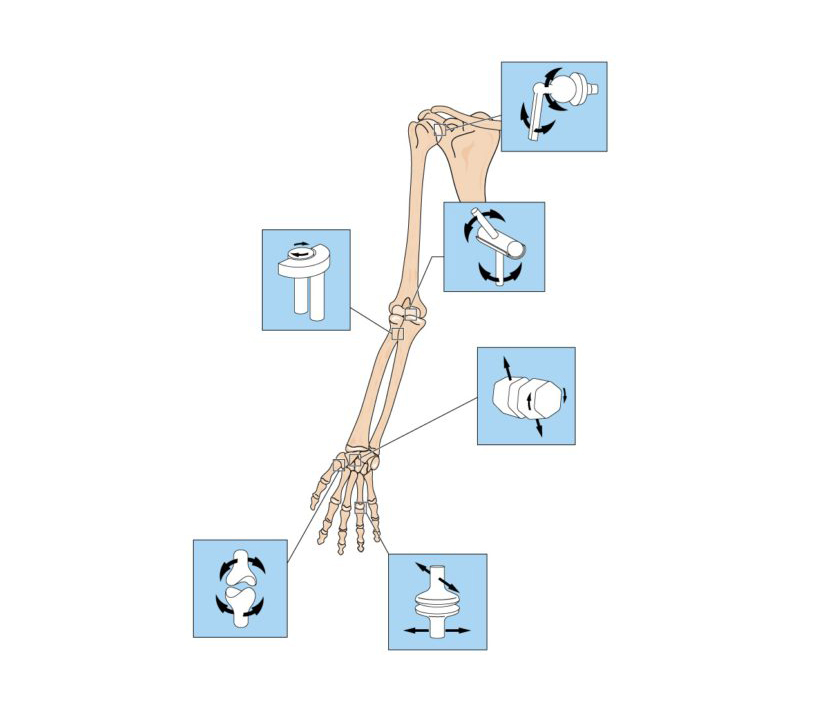 Ossos do braço - Movimentos possíveis