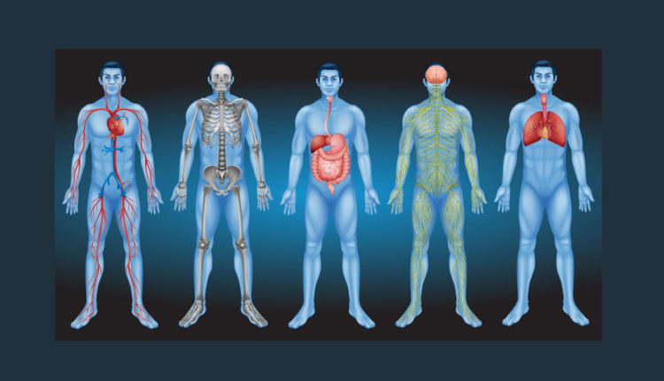 Sistemas do corpo humano