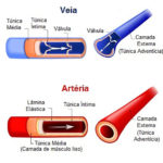 Veias do corpo humano – Vasos sanguíneos