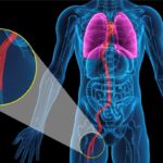 Veias do corpo humano – Veia cava inferior