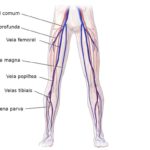 Veias do corpo humano – Veia femoral