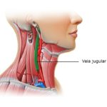 Veias do corpo humano – Veia jugular
