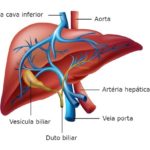 Veias do corpo humano – Veia porta