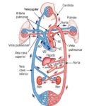 Veias do corpo humano – Veia pulmonar