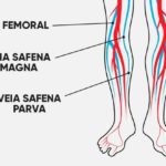 Veias do corpo humano – Veia safena