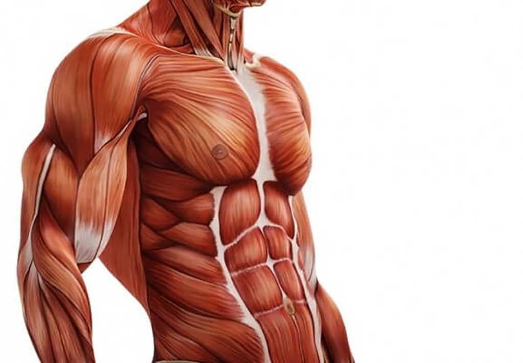 Tecido muscular