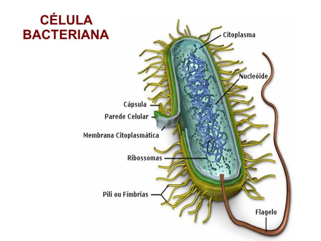 Célula das bactérias