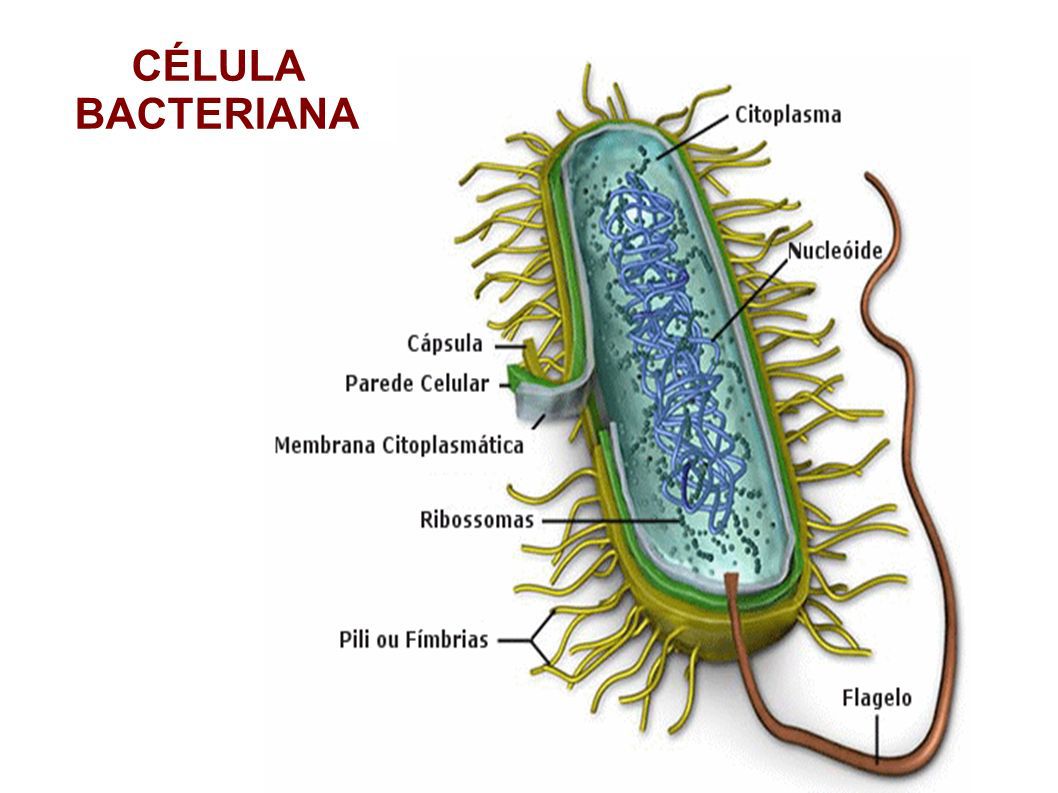 Dominio Bacteria Caractersticas Tipos Funciones Ejemplos Celulas